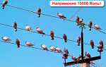 Почему птиц на проводах не бьет током